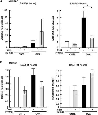 Type IV collagen reduces MUC5AC secretion in the lungs of ovalbumin-sensitized mice